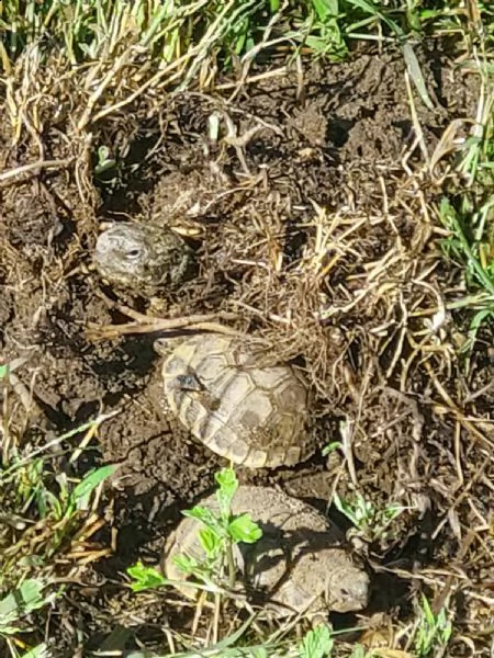 tartarughe terrestri thb femmine 