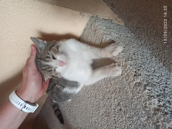 gattina cerca casa | Foto 0