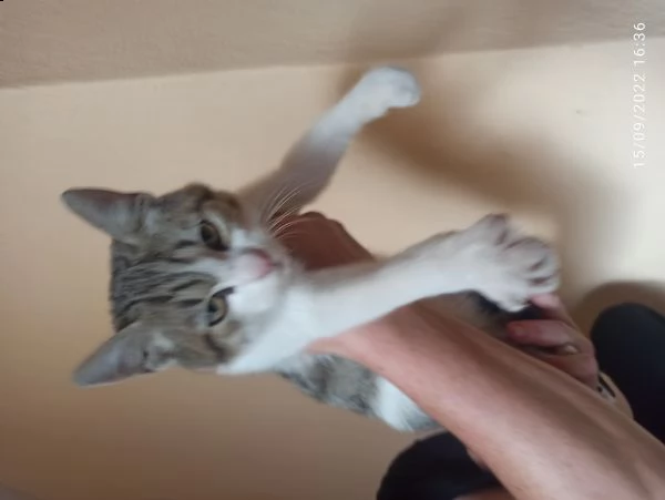 gattina cerca casa