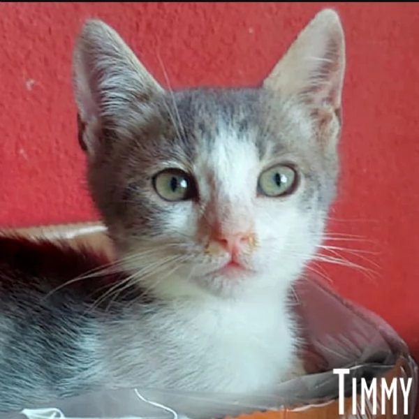 timmy cerca casa