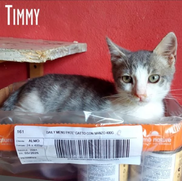 timmy cerca casa | Foto 0