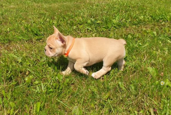  vendita cucciolo cuccioli grigi di bulldog francesi  | Foto 2