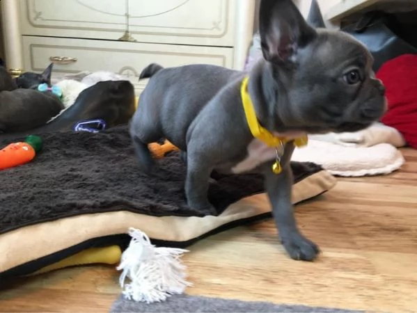  vendita cucciolo cuccioli grigi di bulldog francesi  | Foto 1