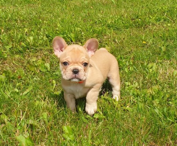  vendita cucciolo cuccioli grigi di bulldog francesi  | Foto 0