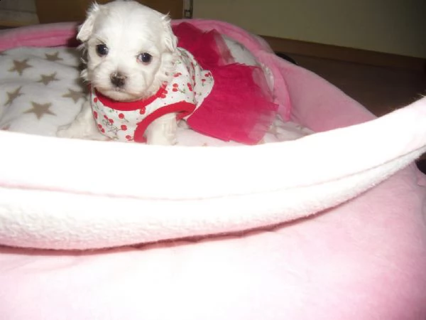 cuccioletto di maltese mini toy | Foto 6