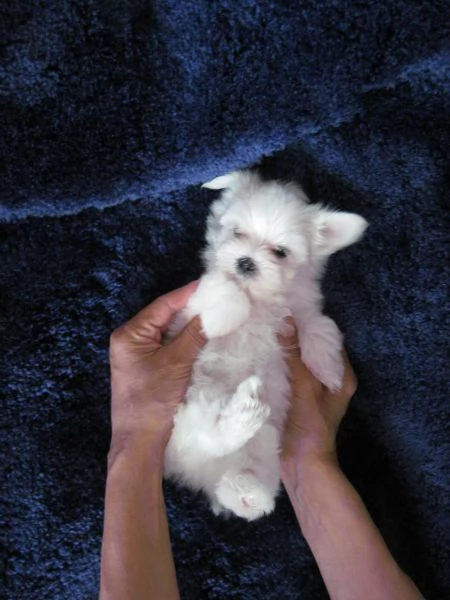 cuccioletto di maltese mini toy | Foto 3