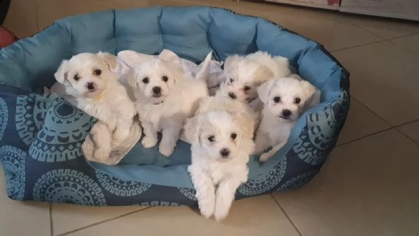 cuccioletto di maltese mini toy | Foto 0