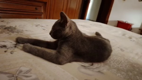 vendo due gattini da 4 mesi di razza 