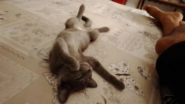 vendo due gattini da 4 mesi di razza  | Foto 1