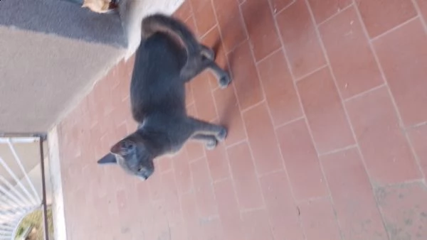 vendo due gattini da 4 mesi di razza  | Foto 0