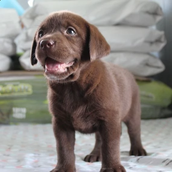 simpatici cuccioli di labrador retriever in adozione | Foto 0