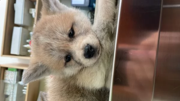 cuccioli di akita inu | Foto 4
