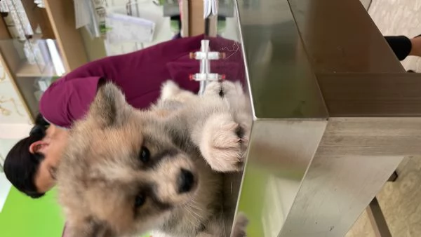 cuccioli di akita inu | Foto 3