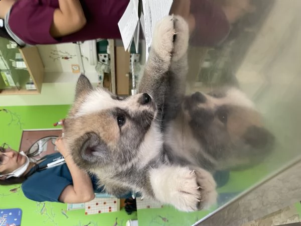 cuccioli di akita inu | Foto 2