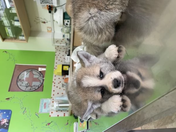 cuccioli di akita inu | Foto 1