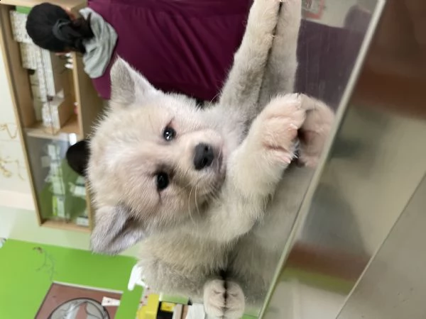 cuccioli di akita inu