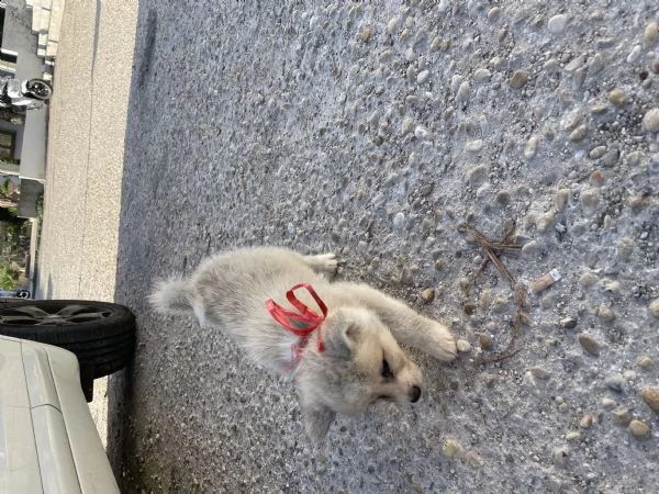 cuccioli di akita inu | Foto 0