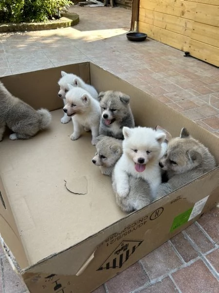 otto cuccioli di akita inu | Foto 1