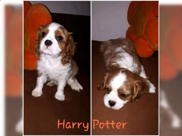 vendita cuccioli di cavalier king casa addestrati | Foto 1