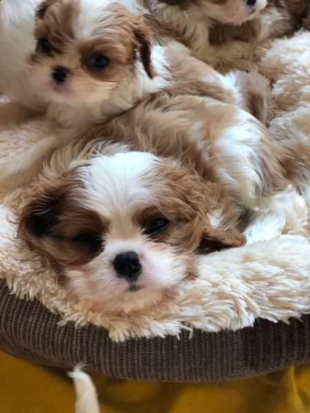 vendita cuccioli di cavalier king casa addestrati