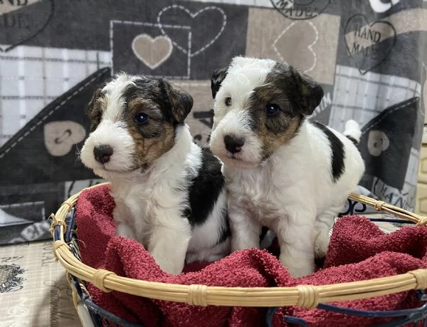 cuccioli fox terrier | Foto 1