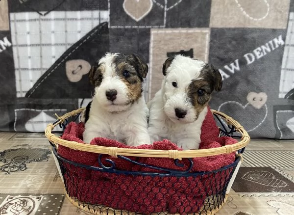 cuccioli fox terrier | Foto 0