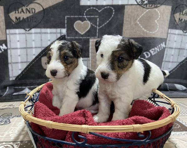 cuccioli fox terrier