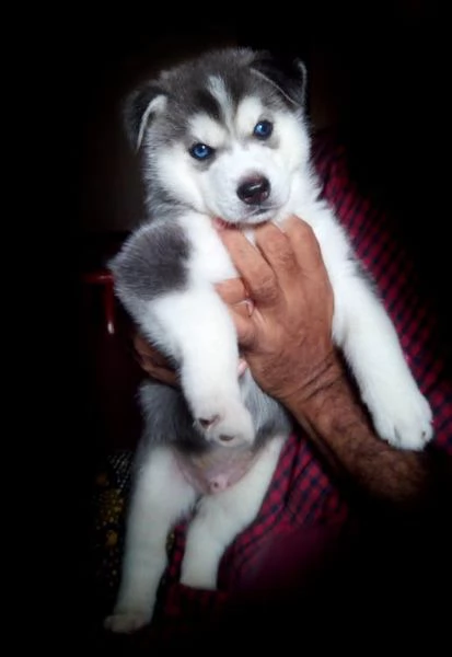 gracie  ottimi cuccioli di husky siberiano maschio e femmina