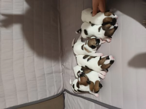 jack russel 