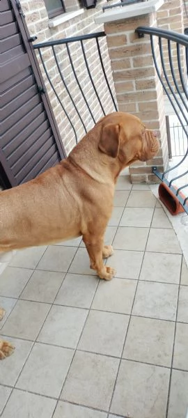 cerco femmina per accoppiamento  | Foto 1