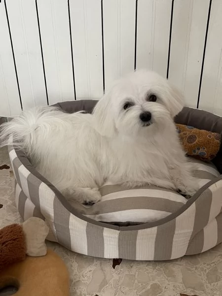 maltese maschio con pedigree | Foto 1