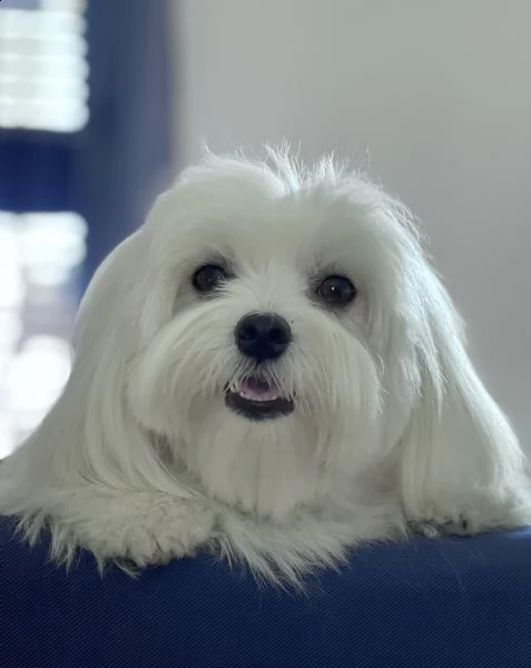 maltese maschio con pedigree