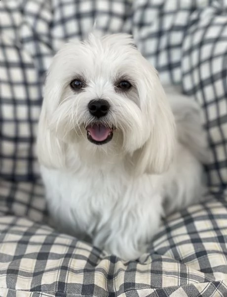 maltese maschio con pedigree | Foto 0