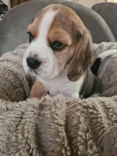 cuccioli di beagle | Foto 4