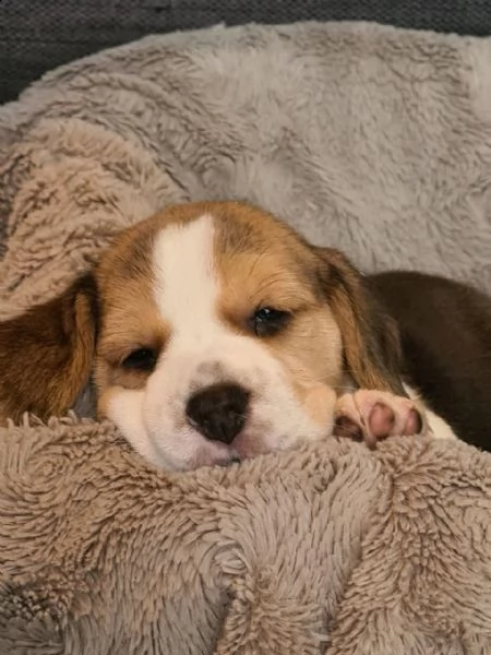 cuccioli di beagle | Foto 1