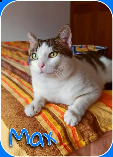 max x adozione urgente, aprigli il tuo cuore | Foto 3