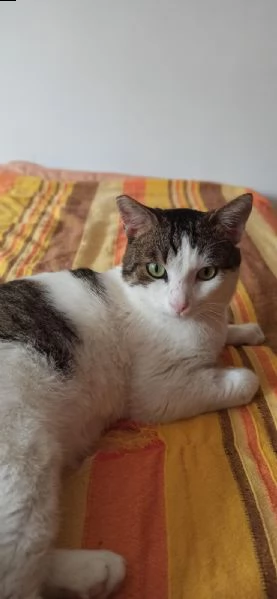 max x adozione urgente, aprigli il tuo cuore | Foto 2