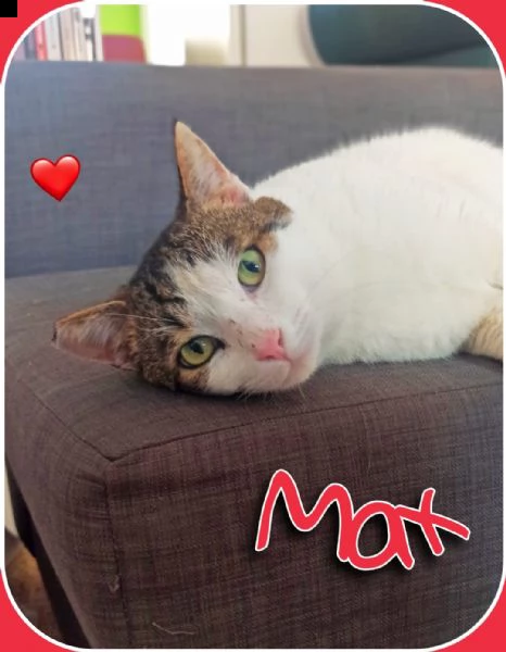 max x adozione urgente, aprigli il tuo cuore | Foto 0