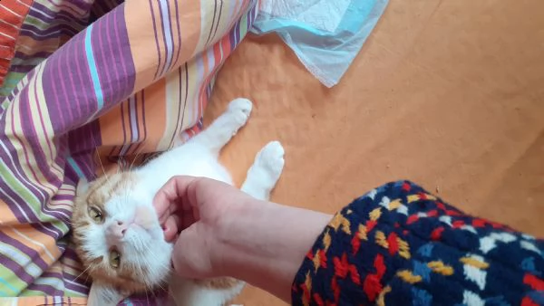 ringo cerca una mamy e/o un papà  | Foto 2