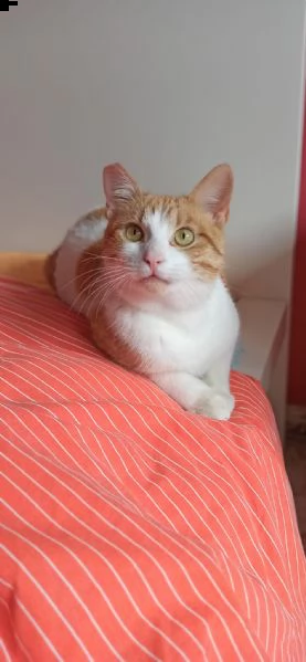 ringo cerca una mamy e/o un papà 