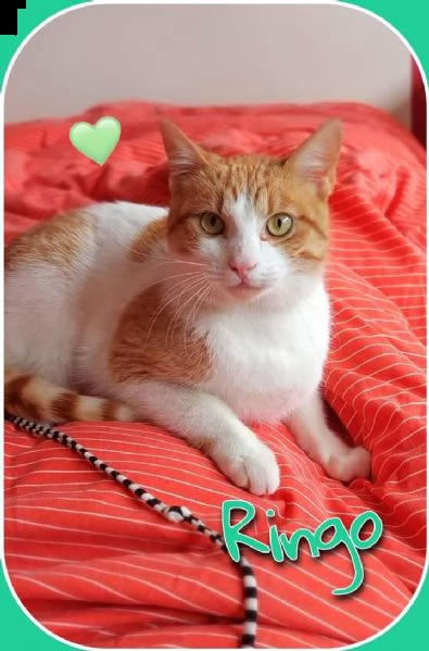 ringo cerca una mamy e/o un papà  | Foto 1