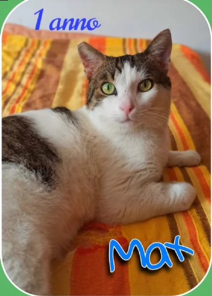 sos max cerca una famiglia | Foto 1