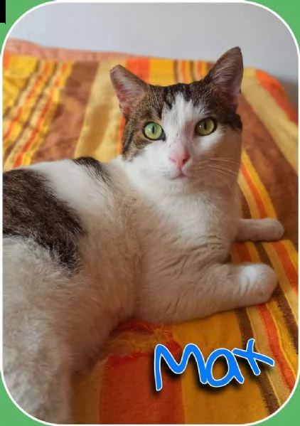 adozione urgente, salva max dal gattile 
