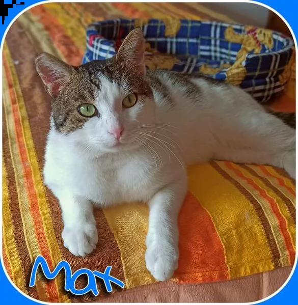 adozione urgente, salva max dal gattile  | Foto 1