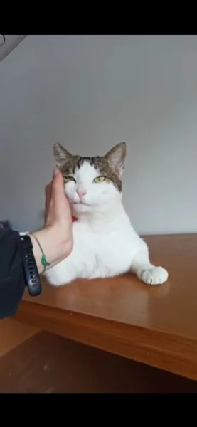 adozione urgente, salva max dal gattile  | Foto 0