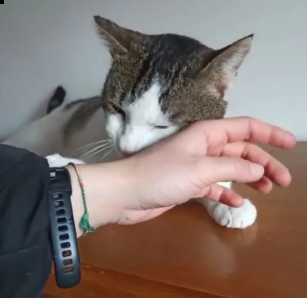 max, un micio che dispensa baci e coccole aspetta,te | Foto 2
