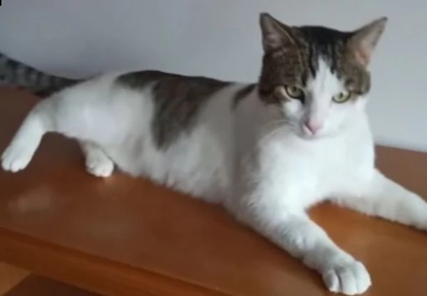 max, un micio che dispensa baci e coccole aspetta,te | Foto 0