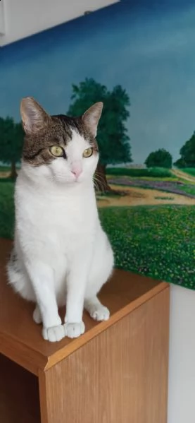max, un micio che dispensa baci e coccole aspetta,te