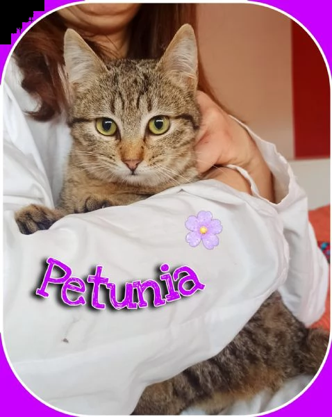 sono petunia, una micetta piccola piccola bella come un fiore | Foto 5