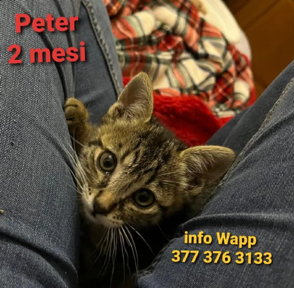 peter 2 mesi info  377 376 3133 solo wapp | Foto 1